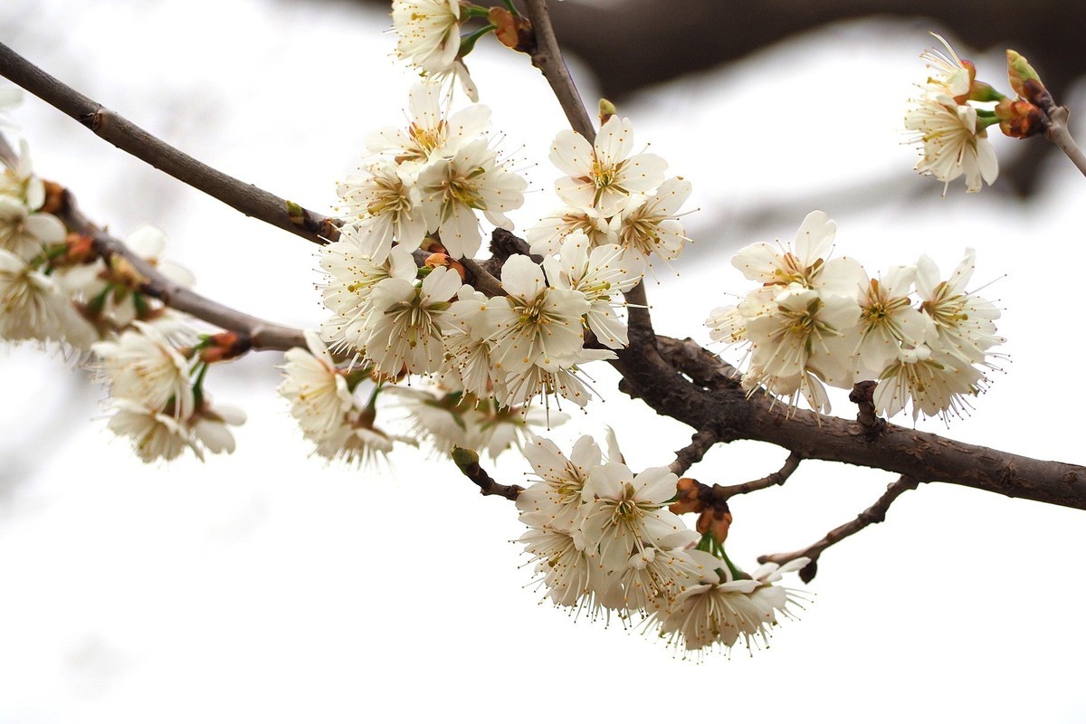 2025花儿报春……