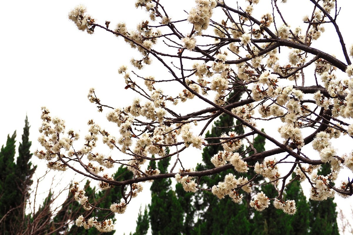 2025花儿报春……