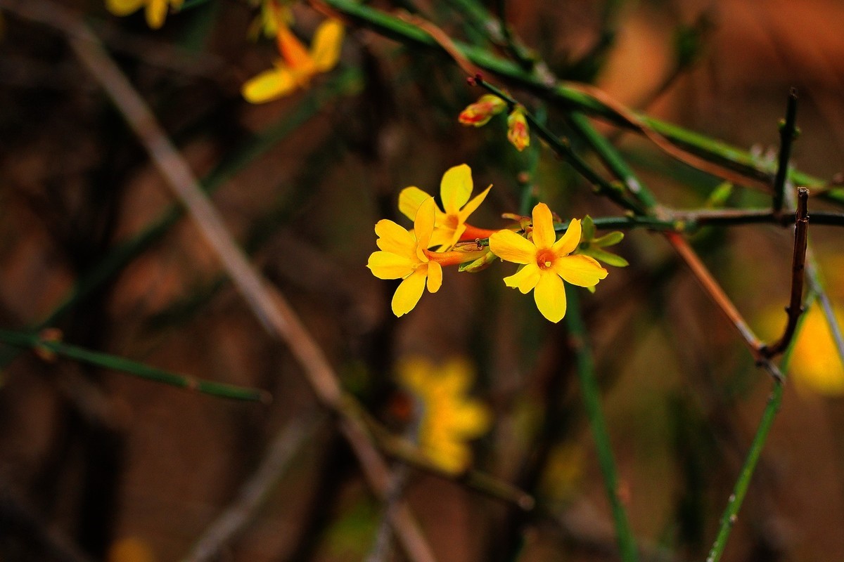 2025花儿报春……