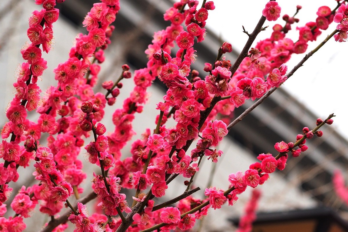 2025花儿报春……