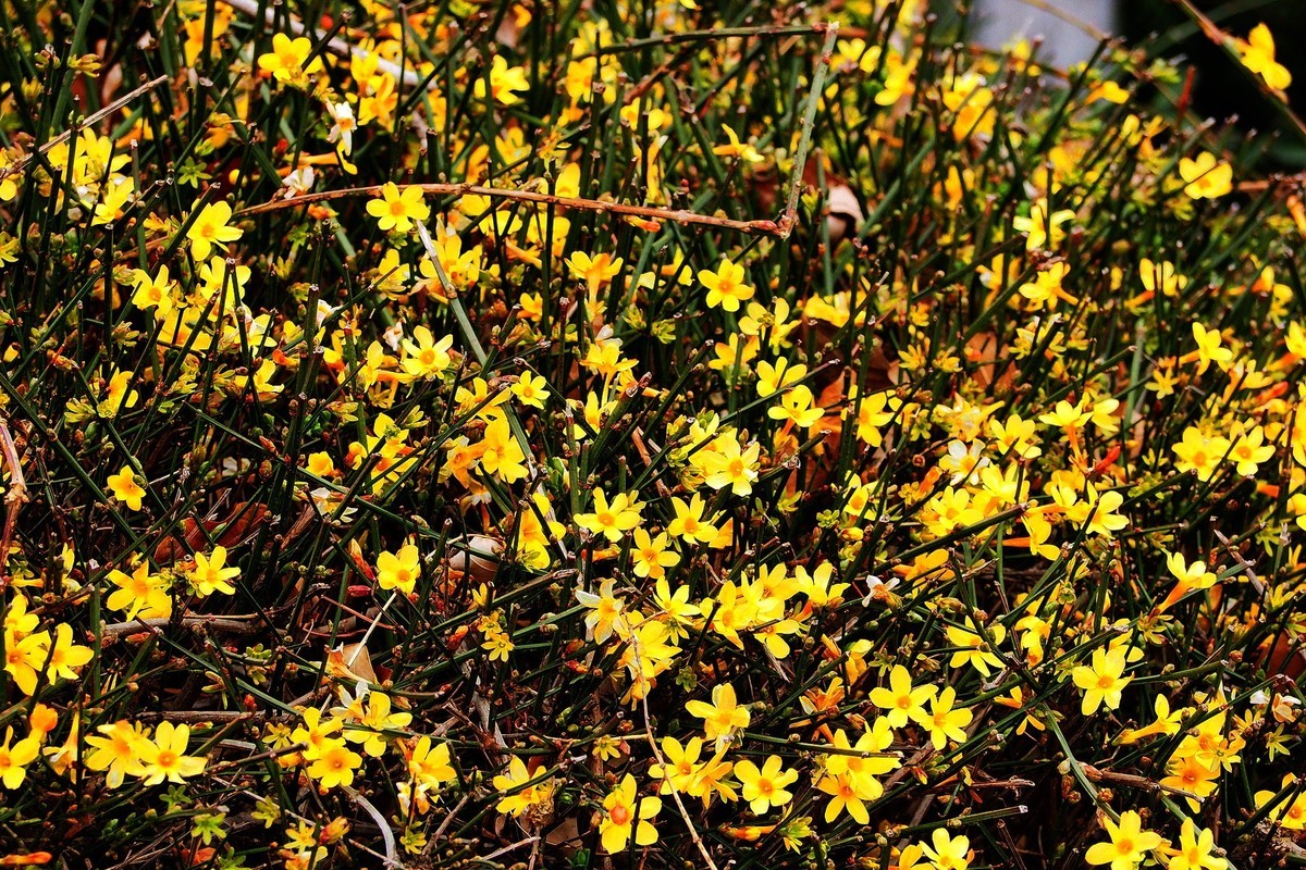 2025花儿报春……