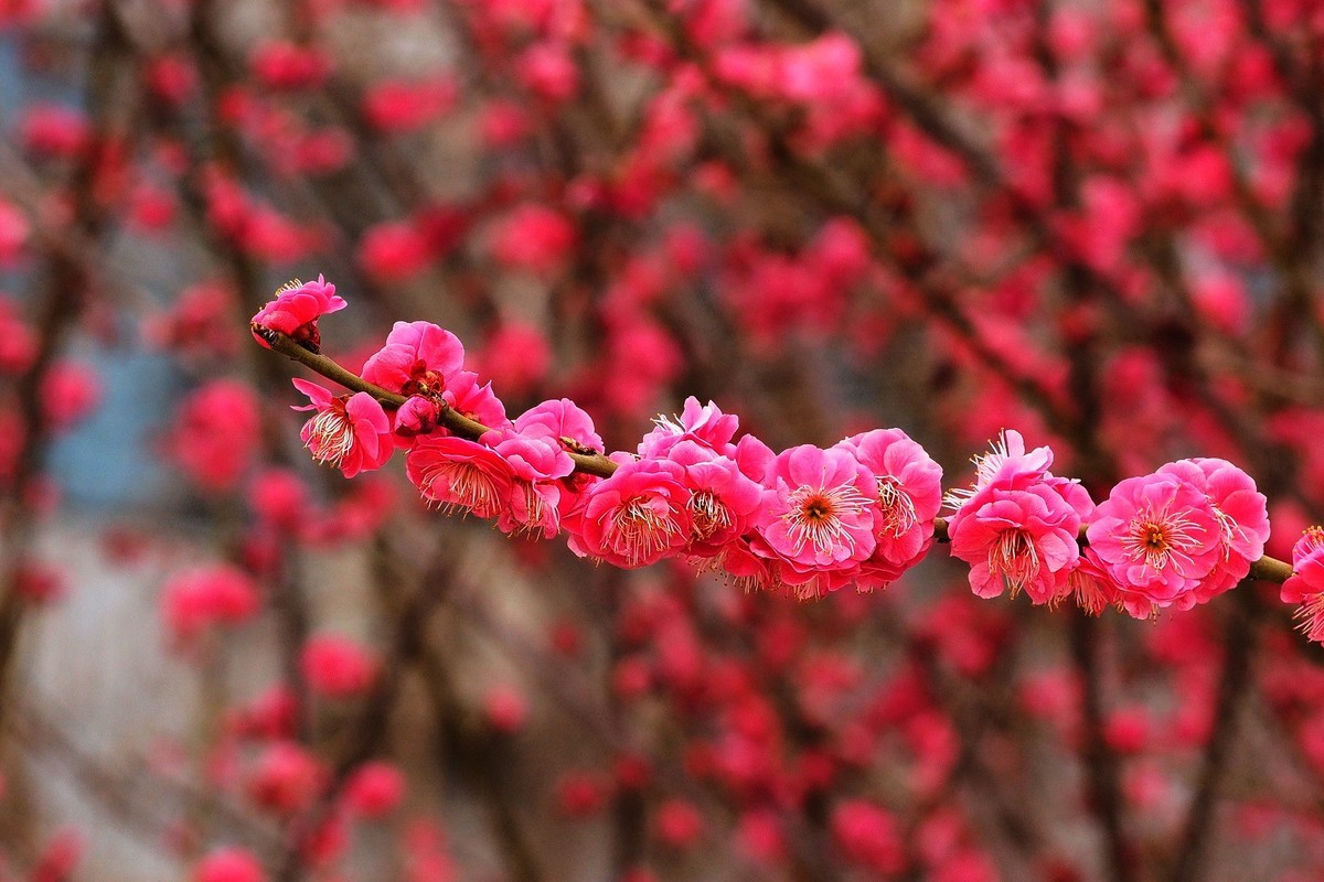 2025花儿报春……