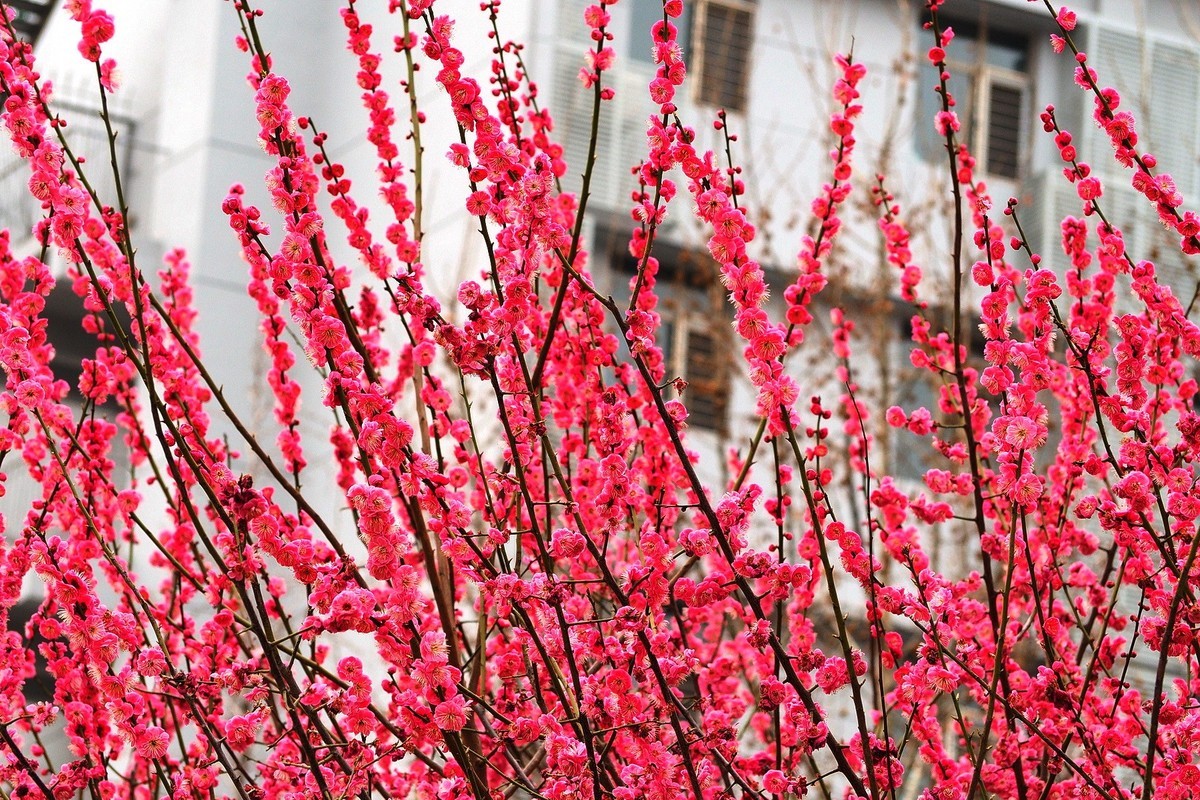 2025花儿报春……