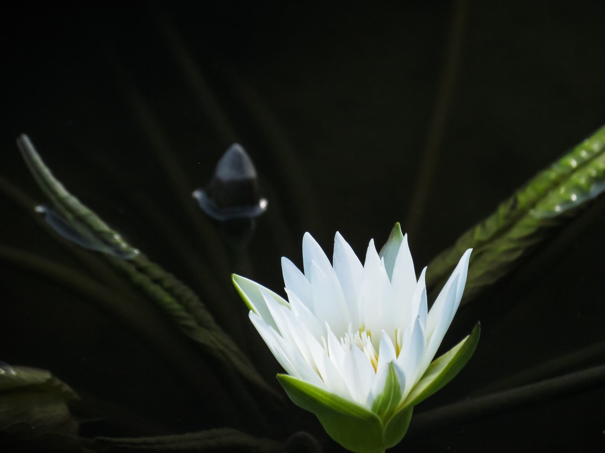 睡莲