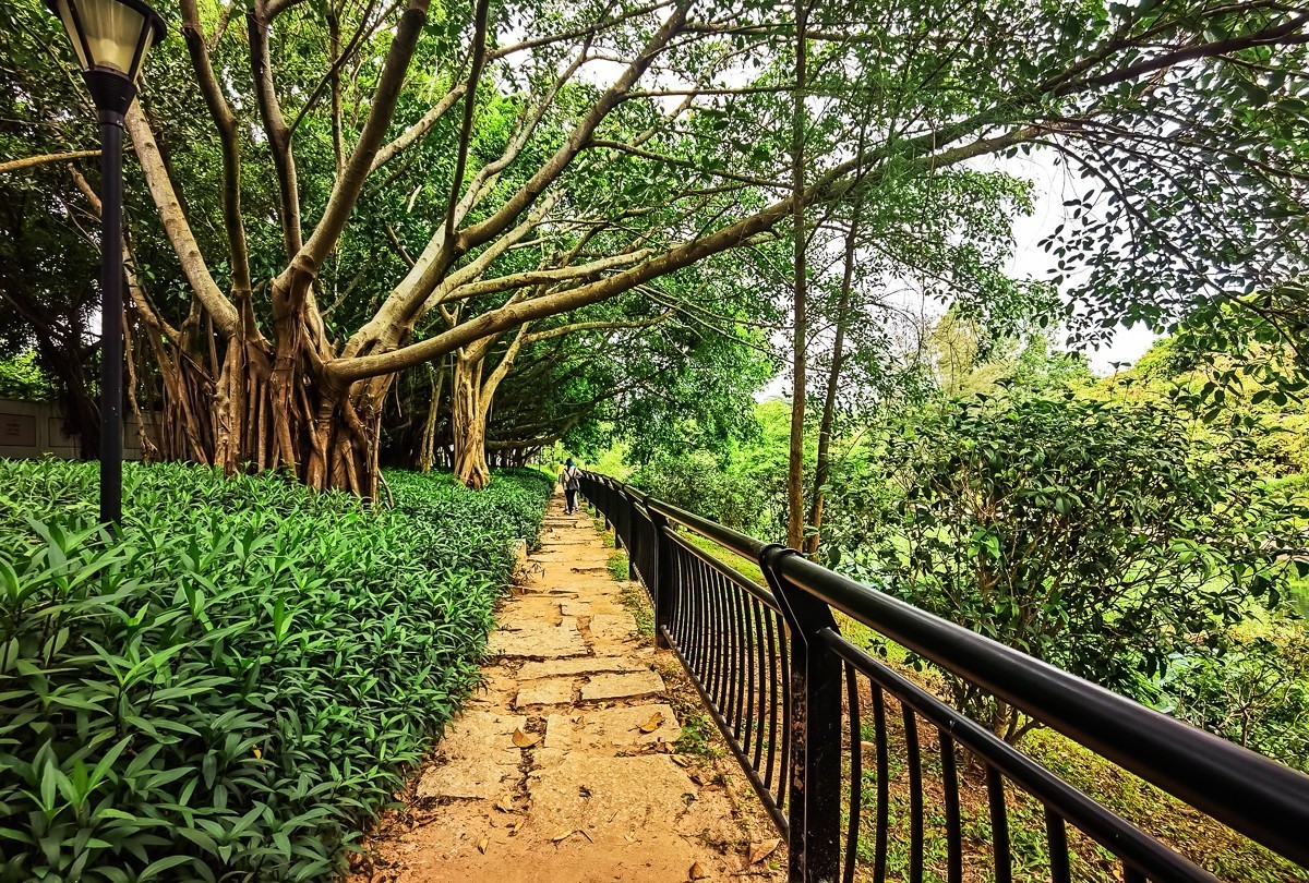 深圳笔架山公园掠影