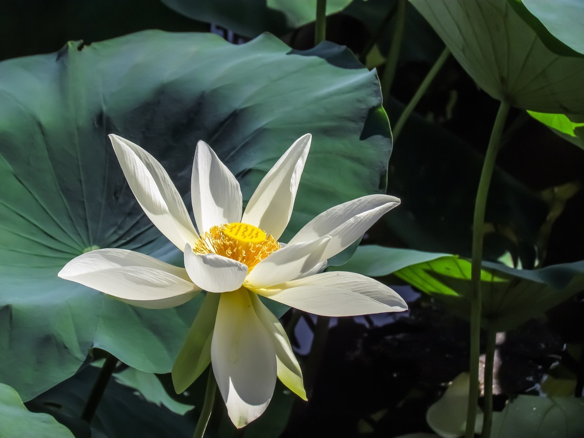 荷花