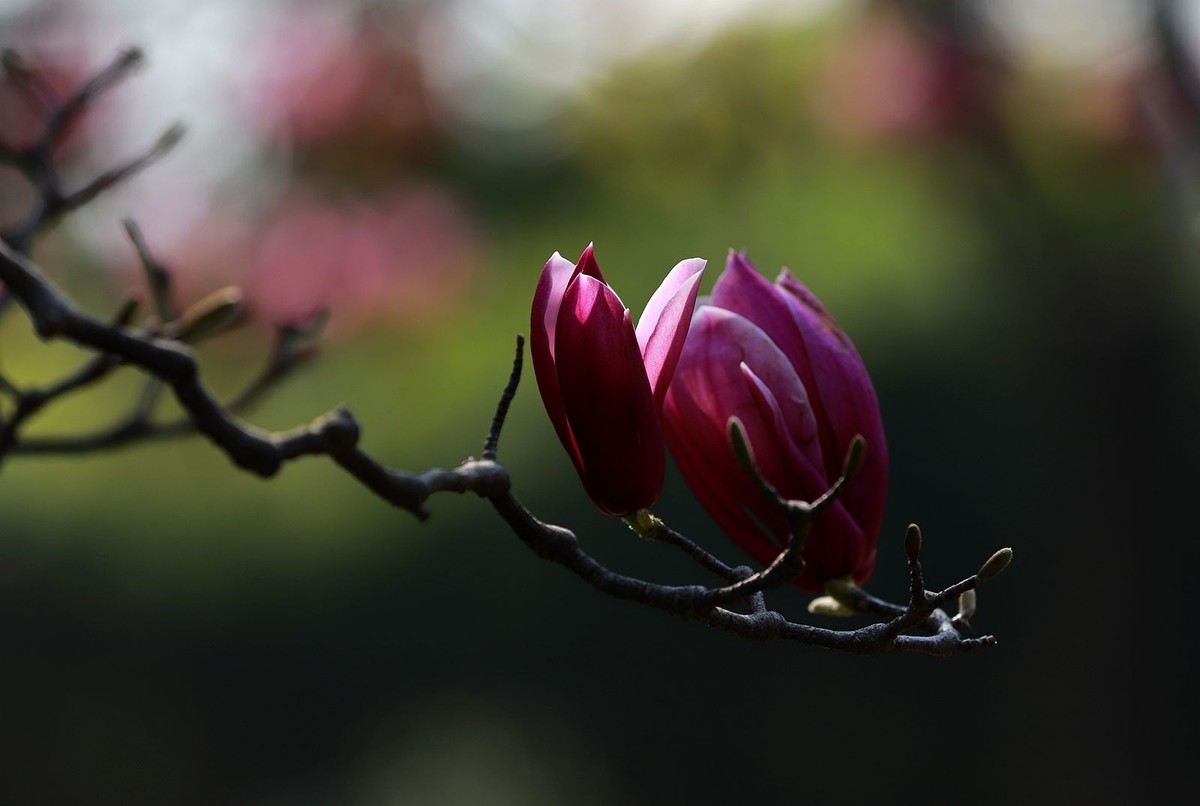 紫玉兰花(2)