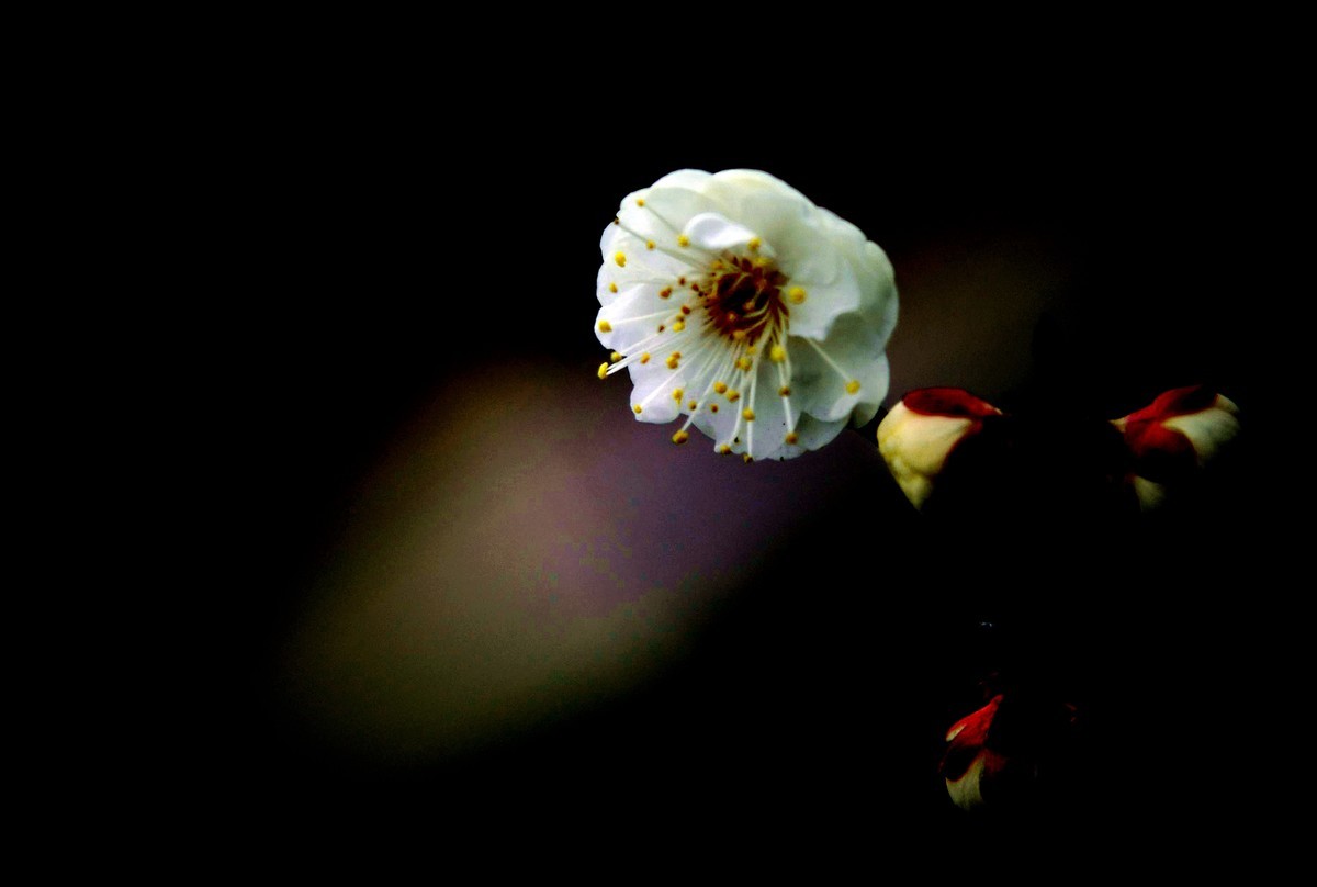 梅花咋拍好看
