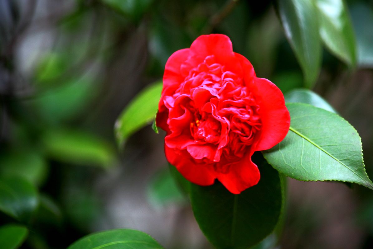 春天里百花香（一）