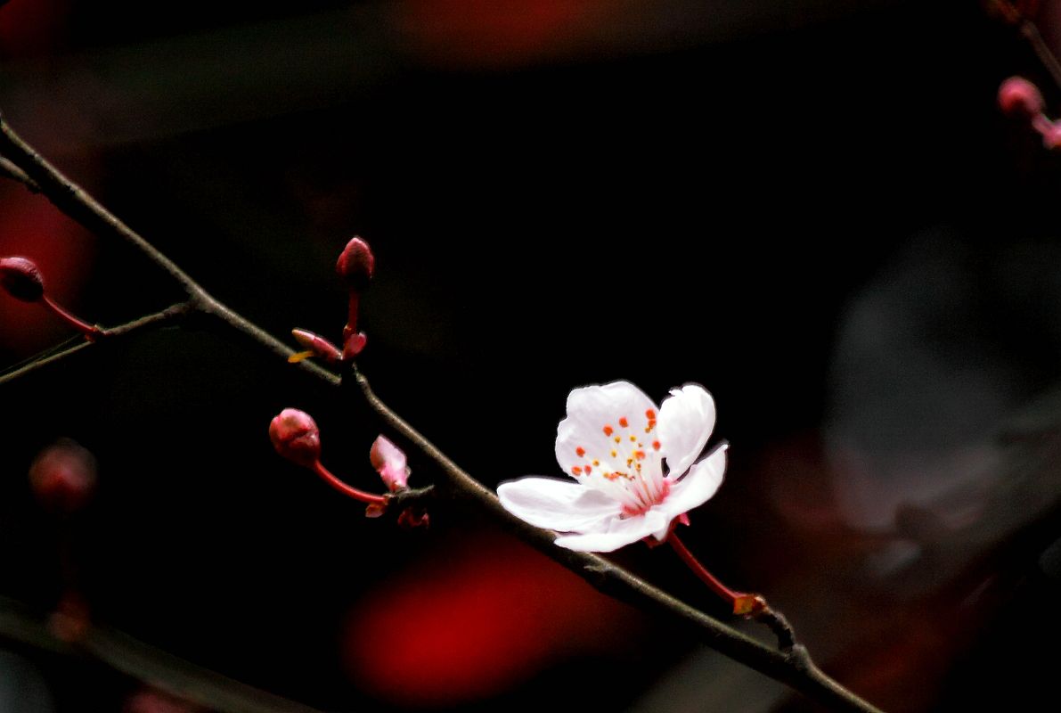 春天里百花香（一）