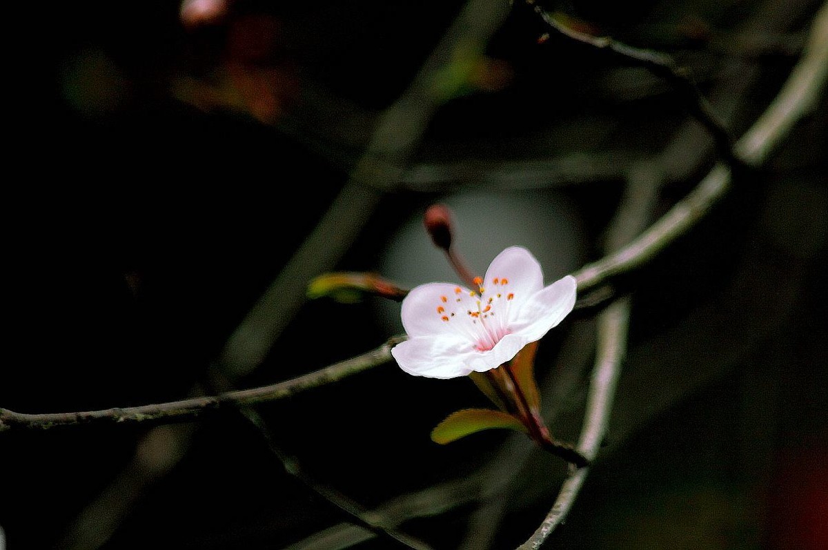 春天里百花香（一）