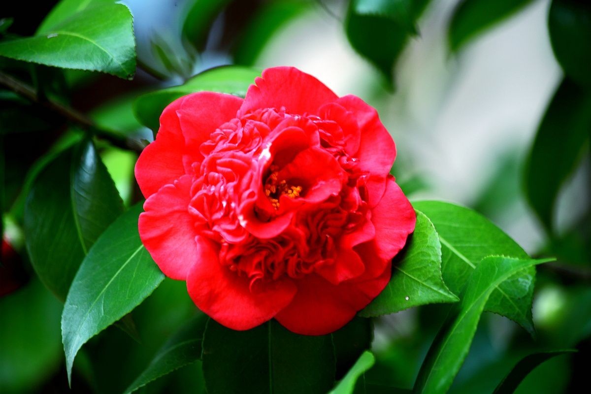 春天里百花香（一）