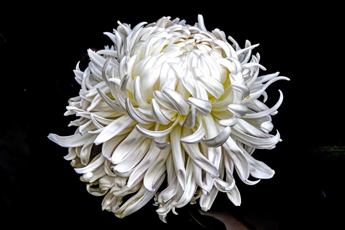 #遇见最美秋叶#不但有秋叶还有秋花----秋菊