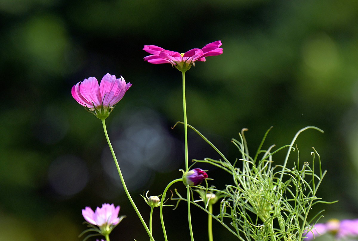 挺拔格桑花