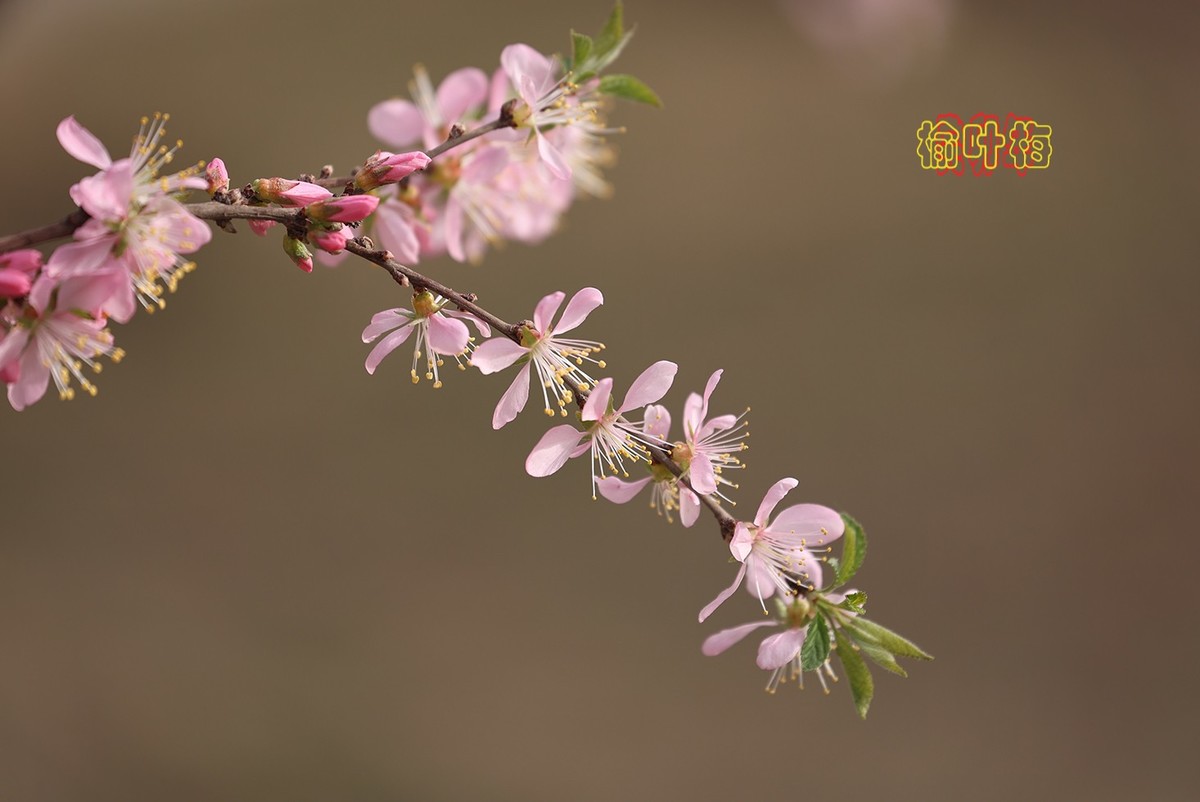 榆叶梅 3【2023-0252】