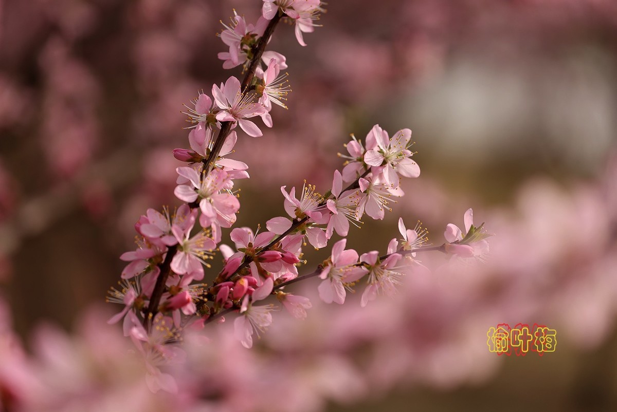 榆叶梅 3【2023-0252】