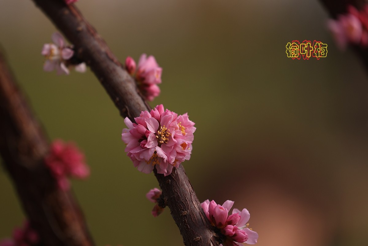 榆叶梅 3【2023-0252】