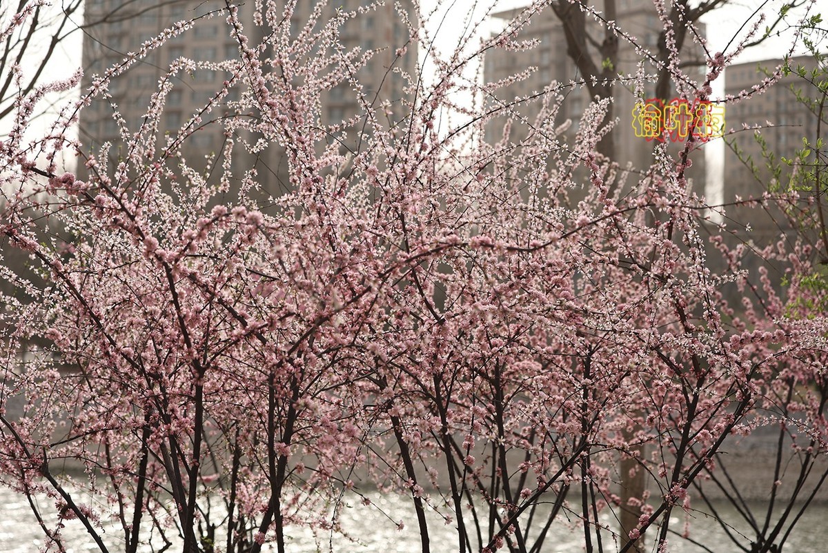 榆叶梅 3【2023-0252】