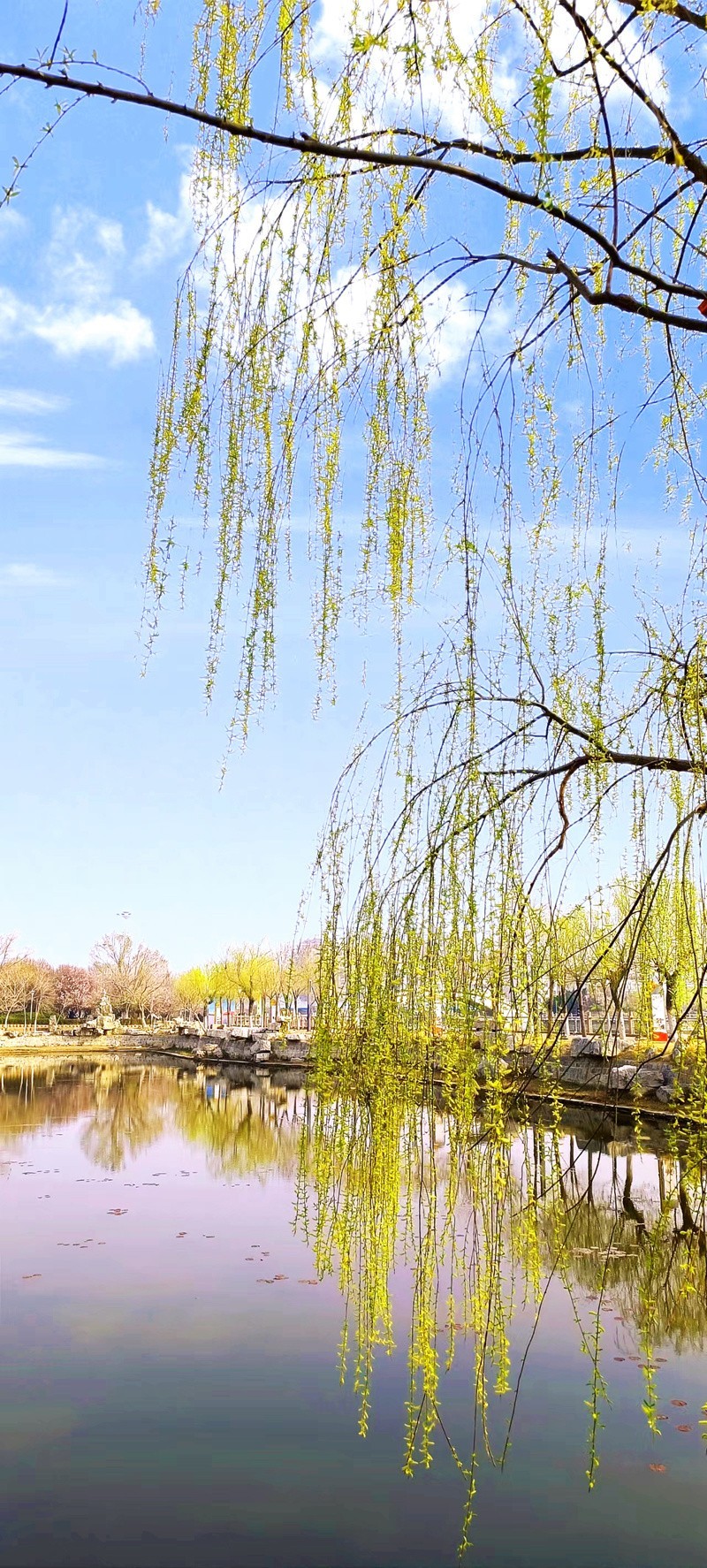 鲁北平原的春天