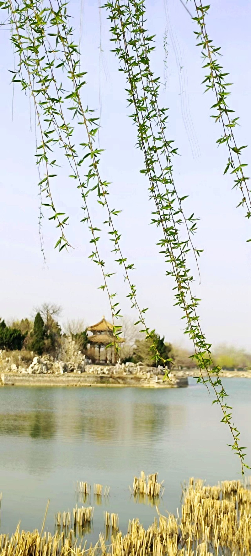 鲁北平原的春天