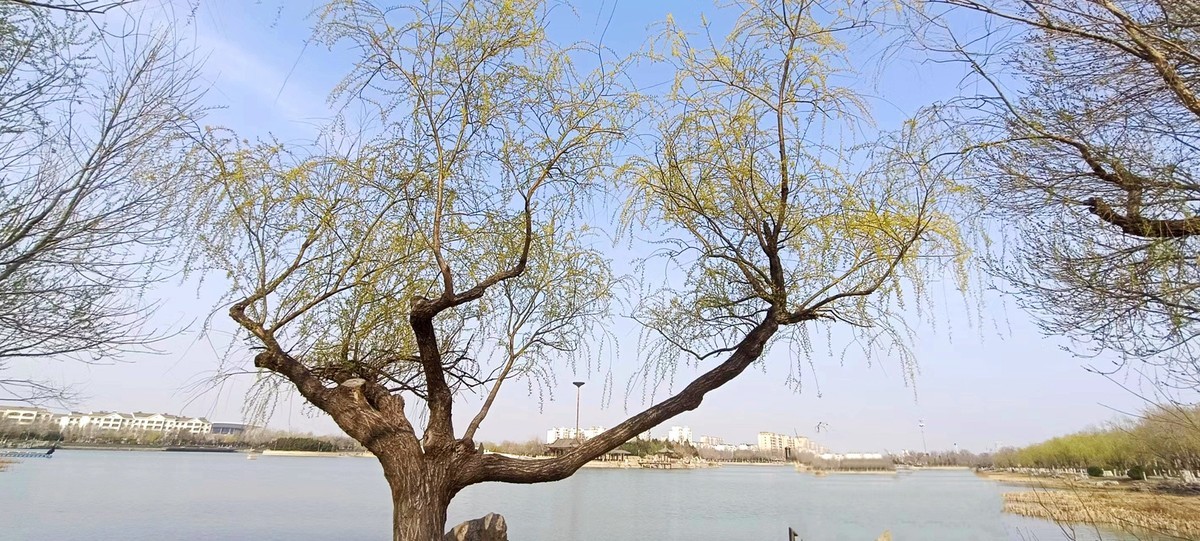 鲁北平原的春天