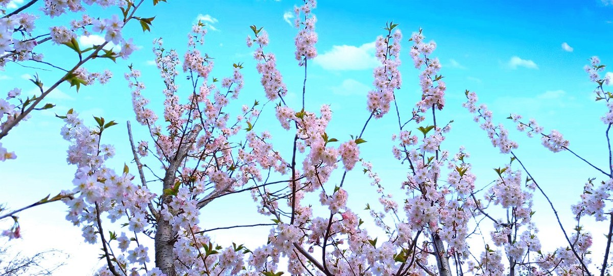 鲁北平原的春天