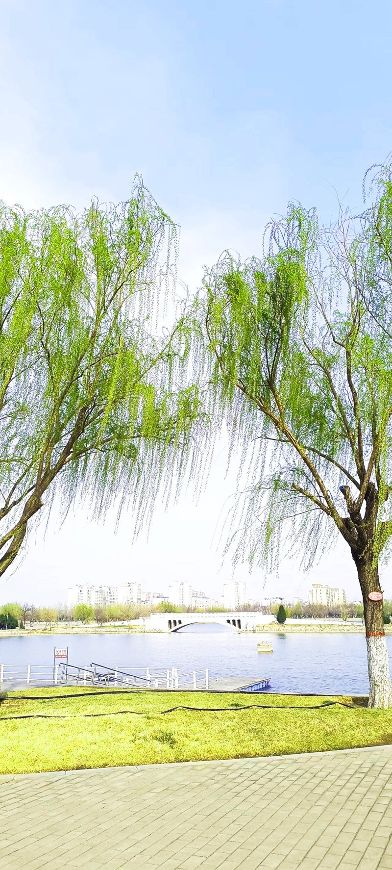 鲁北平原的春天