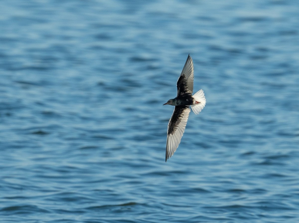 飞吧，白翅浮鸥
