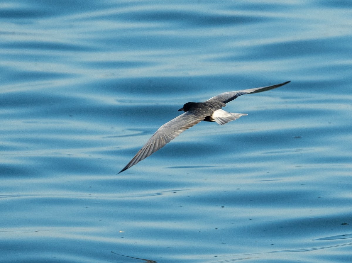 飞吧，白翅浮鸥