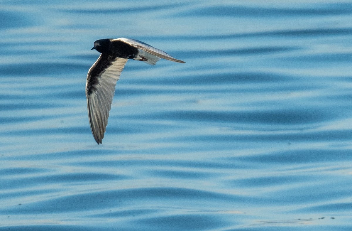 飞吧，白翅浮鸥