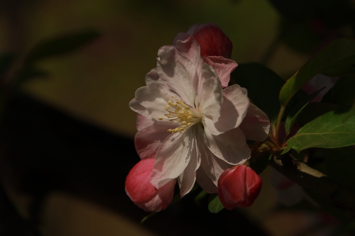 关东百花园（351）——海棠花影