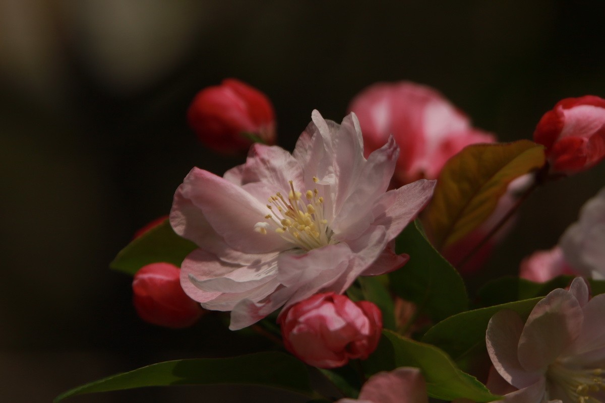 关东百花园（351）——海棠花影