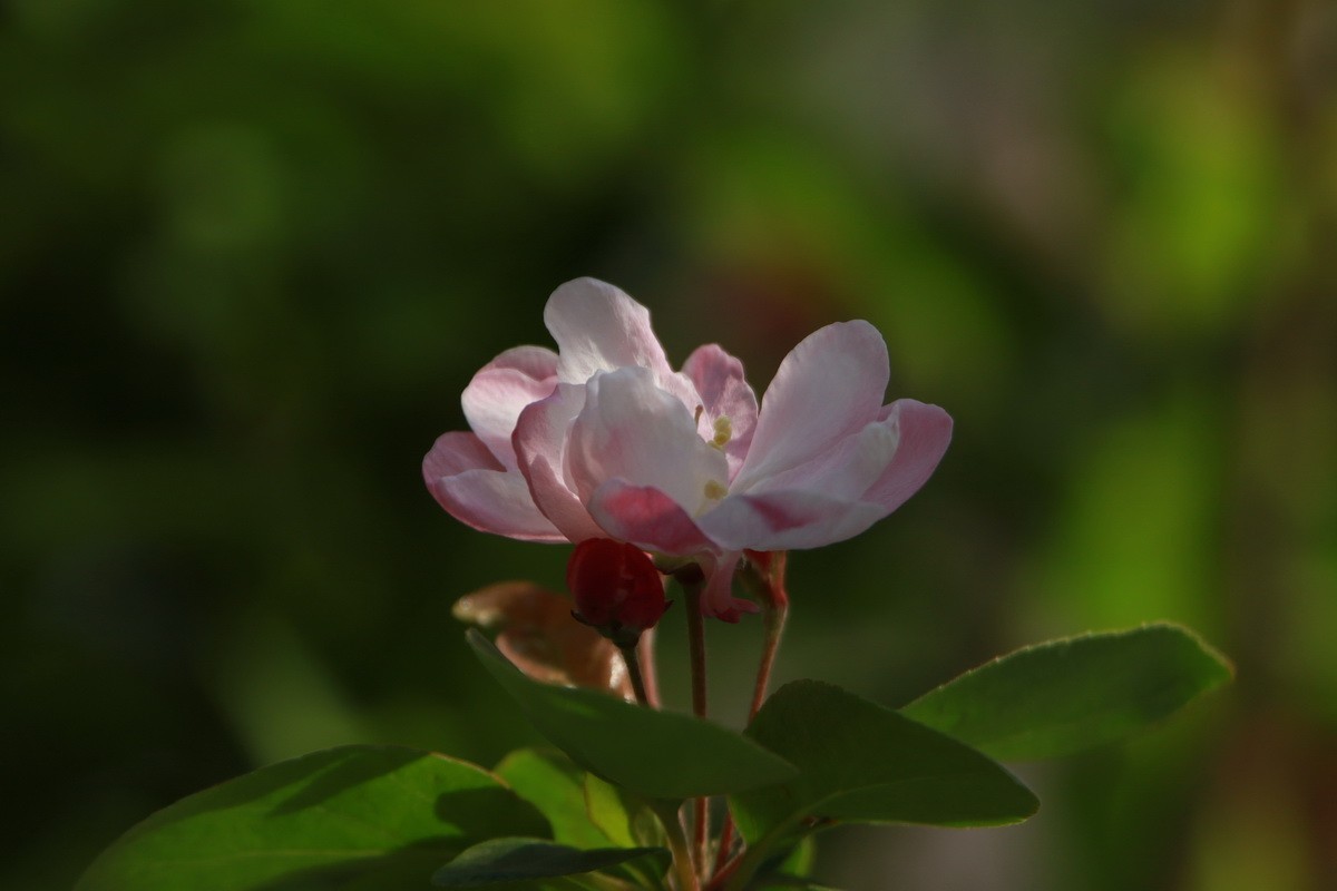 关东百花园（351）——海棠花影