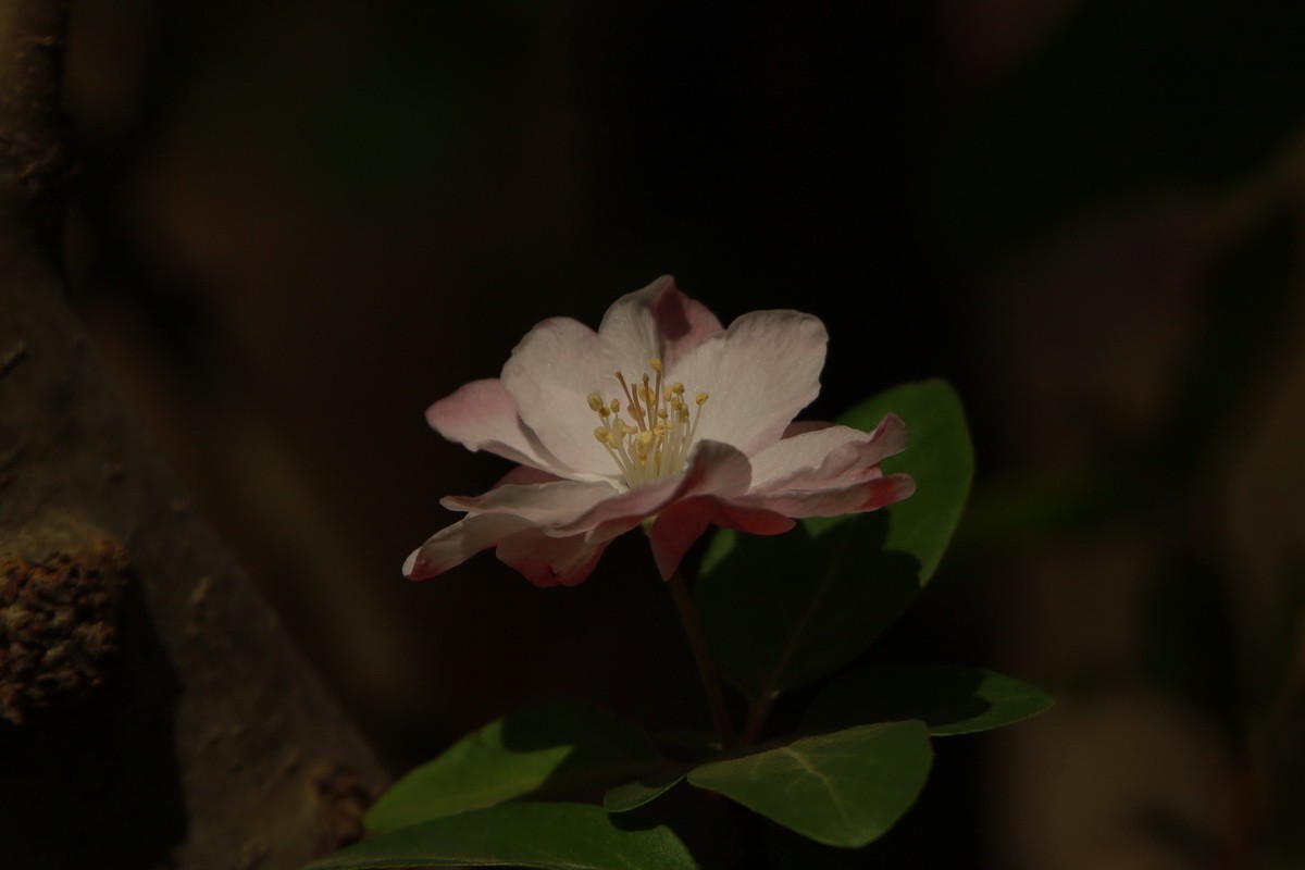 关东百花园（351）——海棠花影