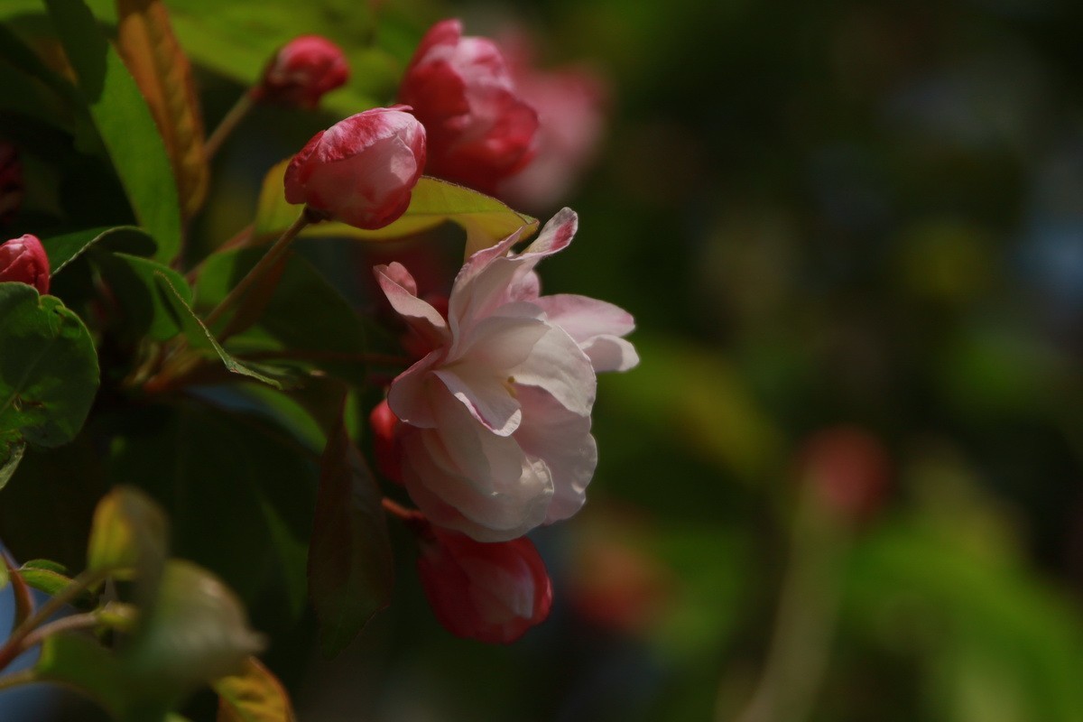 关东百花园（351）——海棠花影