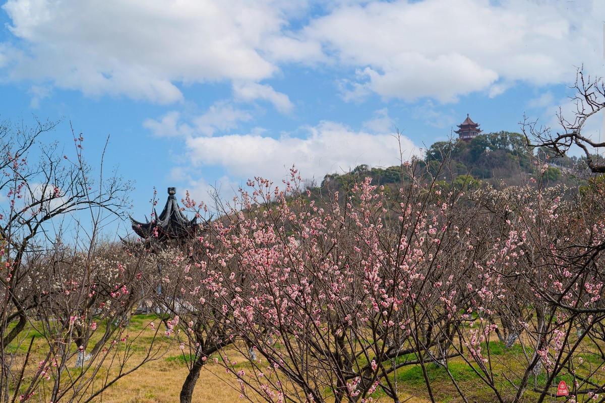 太湖林屋梅海