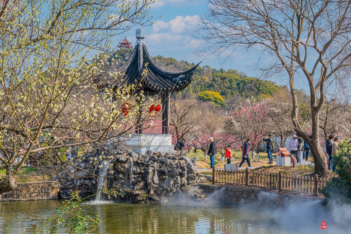 太湖林屋梅海