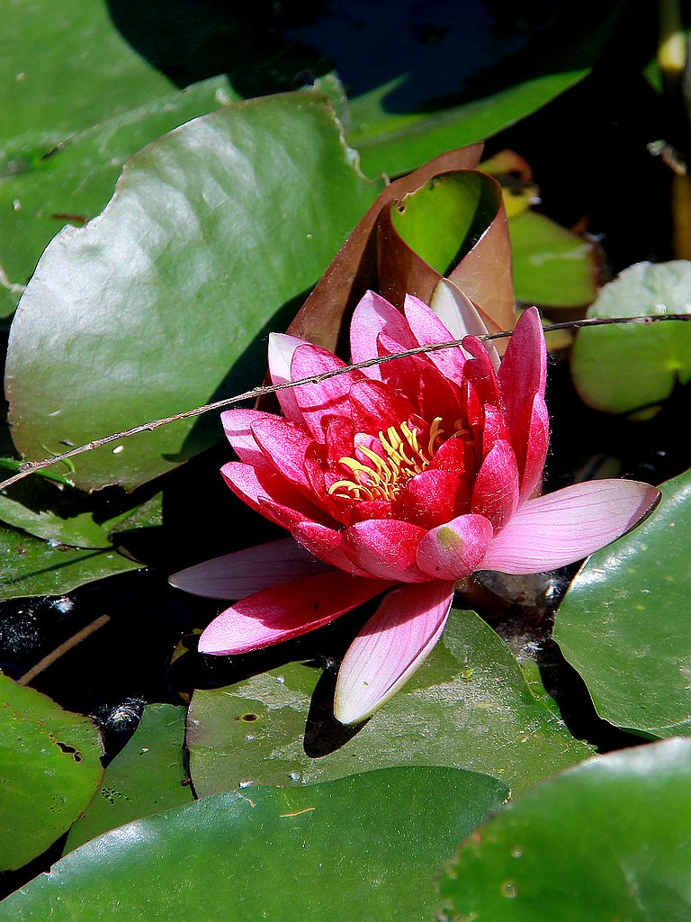 红睡莲