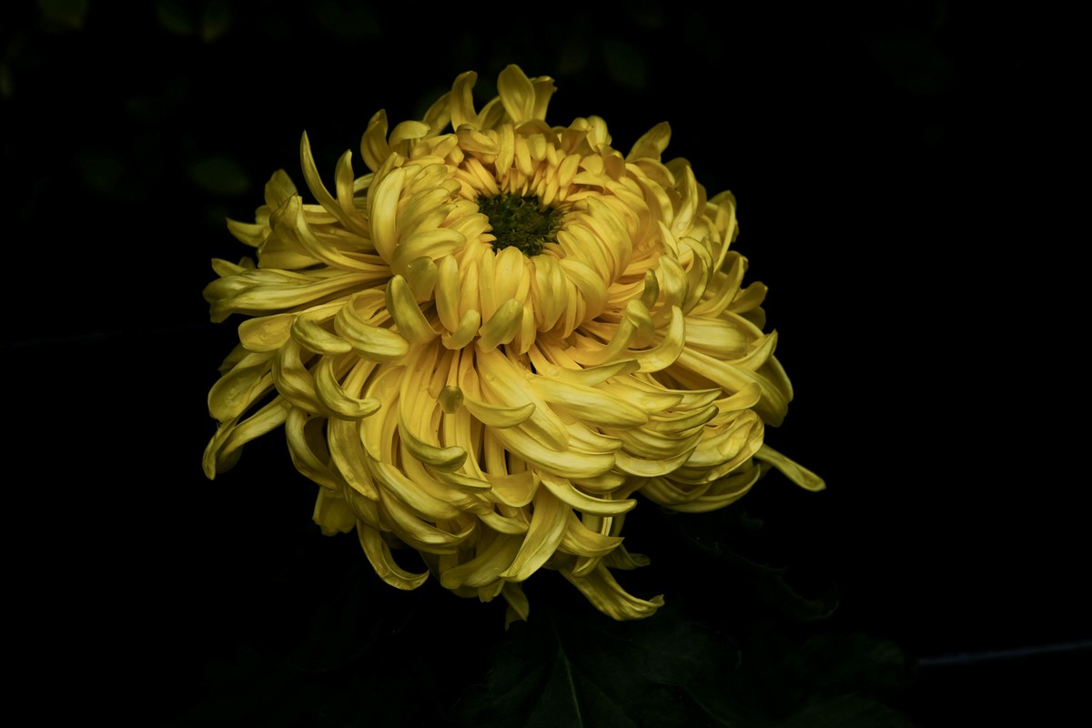 游园赏菊