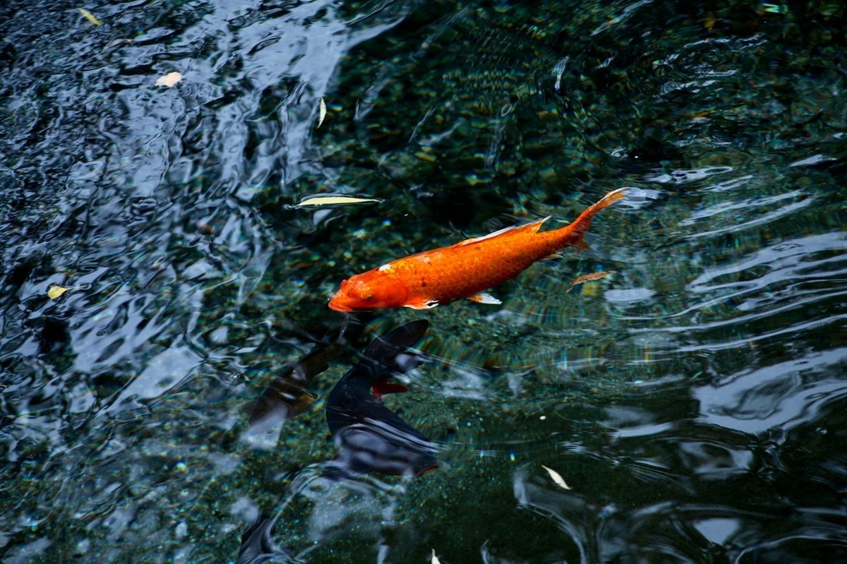 晚秋——趵突泉随拍 （二）