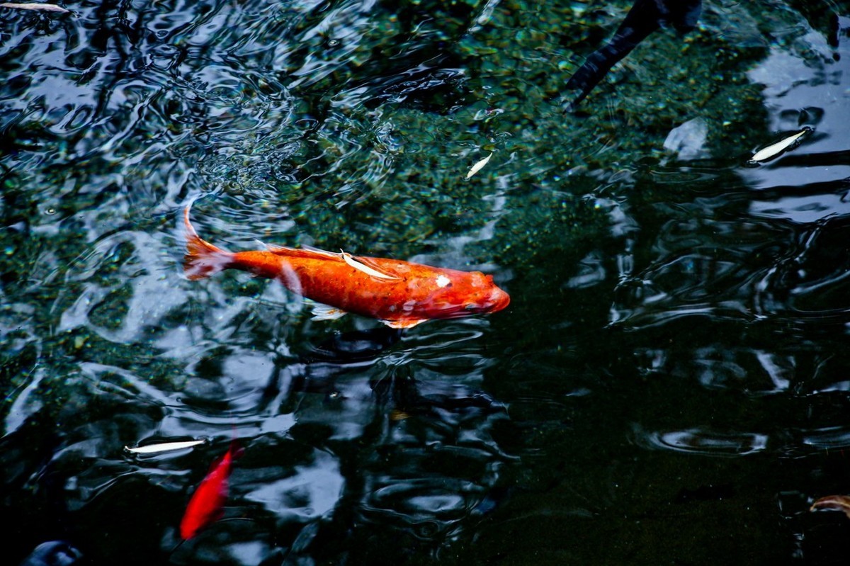 晚秋——趵突泉随拍 （二）