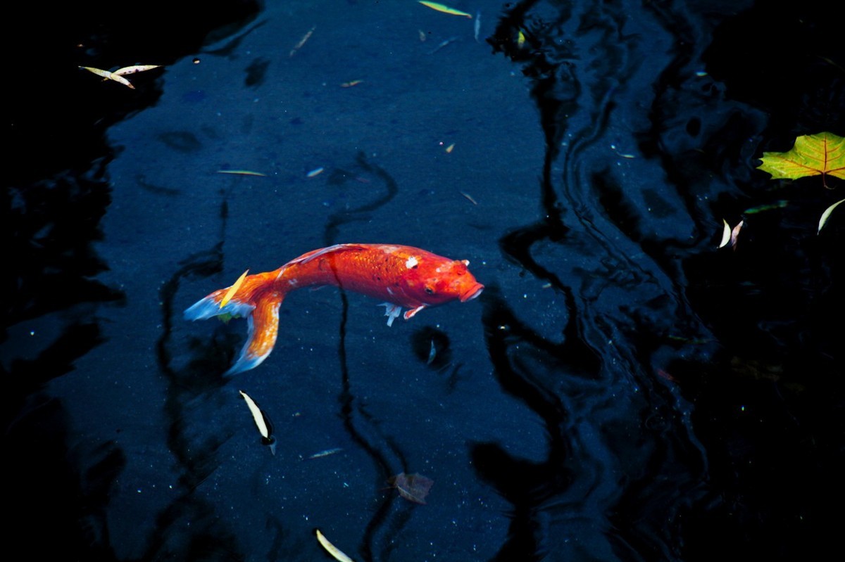 晚秋——趵突泉随拍 （二）