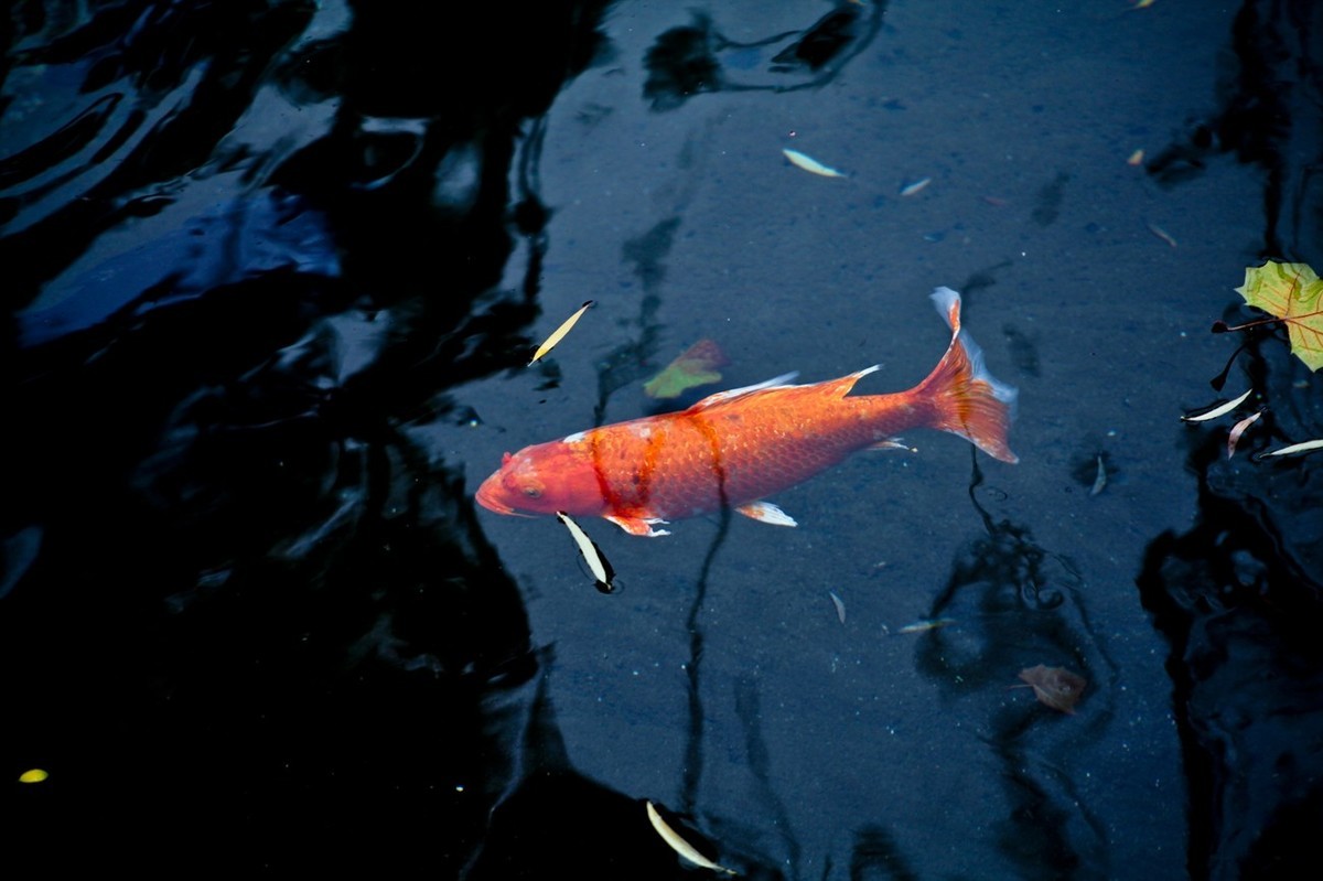 晚秋——趵突泉随拍 （二）