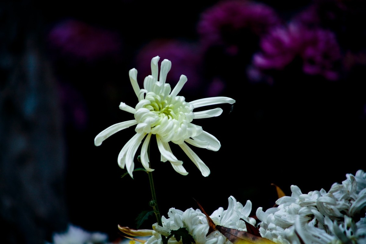 晚秋——趵突泉随拍 （二）