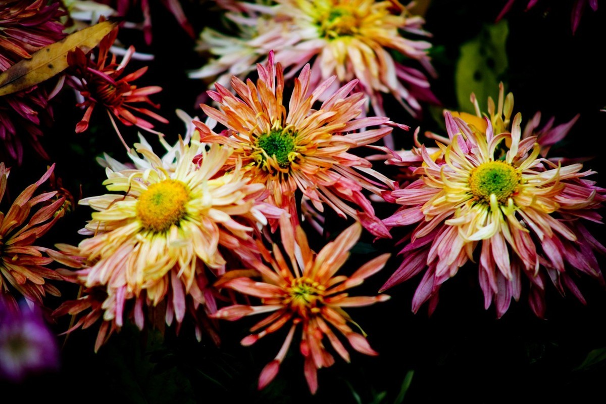 晚秋——趵突泉随拍 （二）