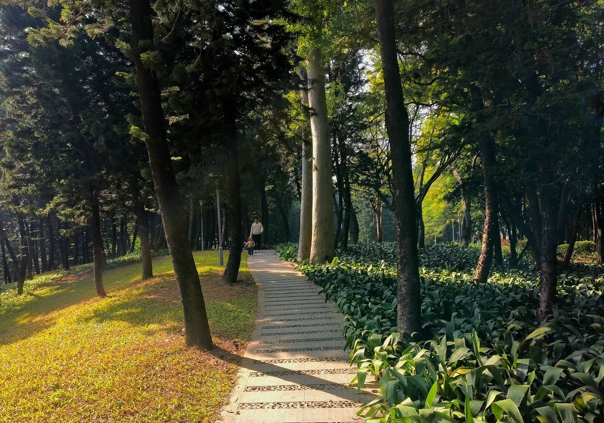 东郊森林。