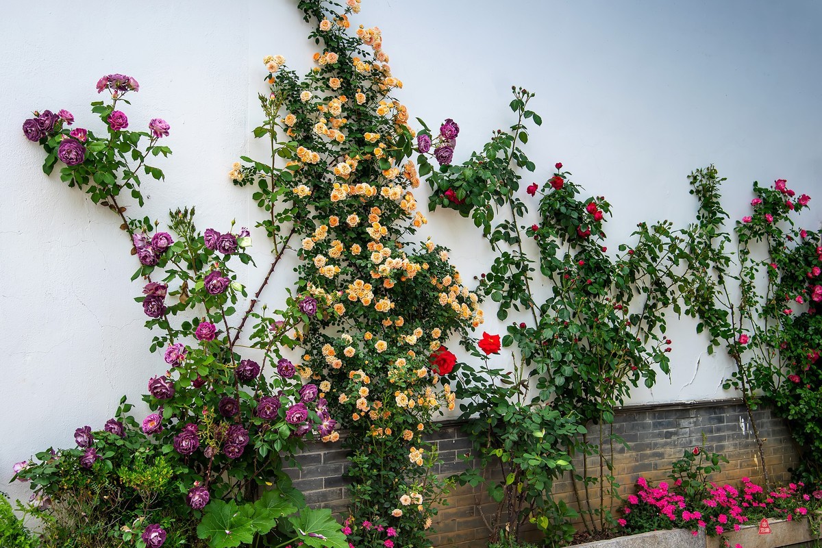月季花墙