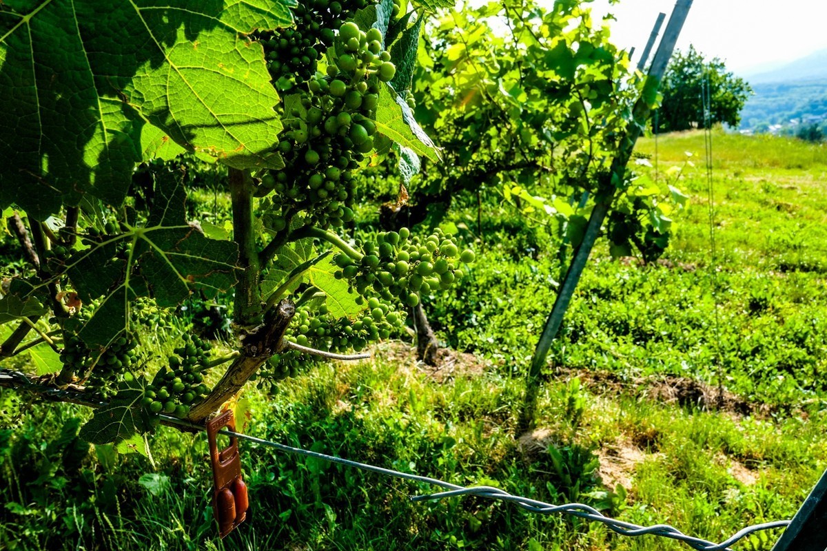 葡萄园记