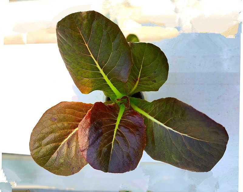 G03【不老松：纪实摄影】高绿科技智慧农业园！(09)