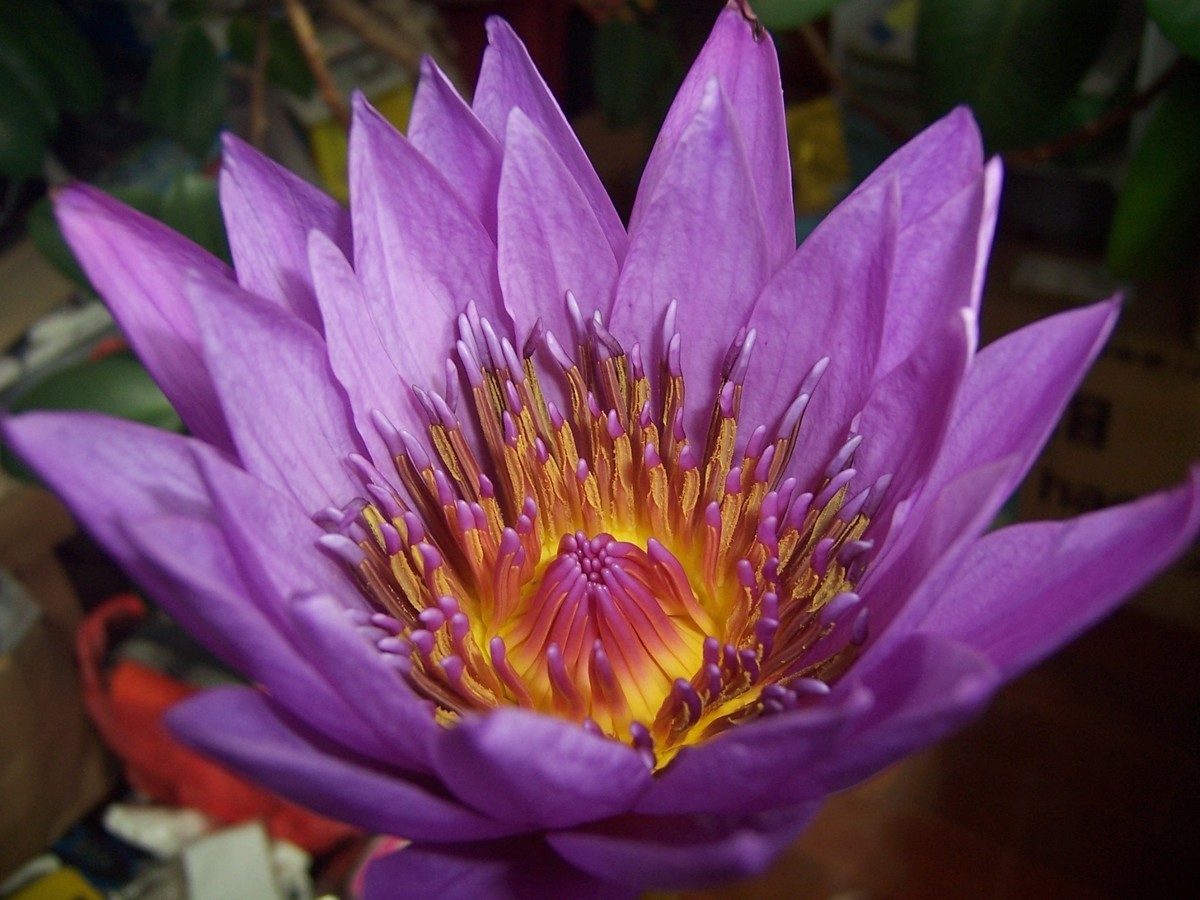 〈房间里拍花，自取自乐〉